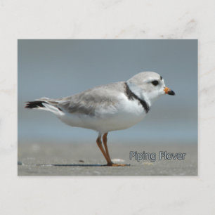 Carte Postale Pluvier siffleur