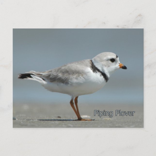 Carte Postale Pluvier siffleur (Devant)