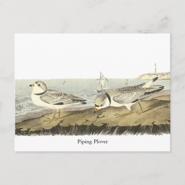 Carte Postale Pluvier siffleur, John Audubon (Devant)