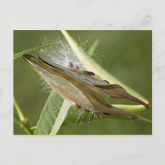 Carte Postale Pod à graines