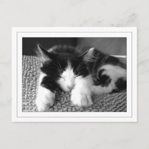 Carte Postale Poète d'Anora