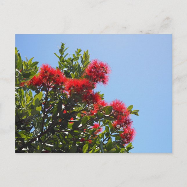 Carte postale Pohutukawa 2 (Devant)