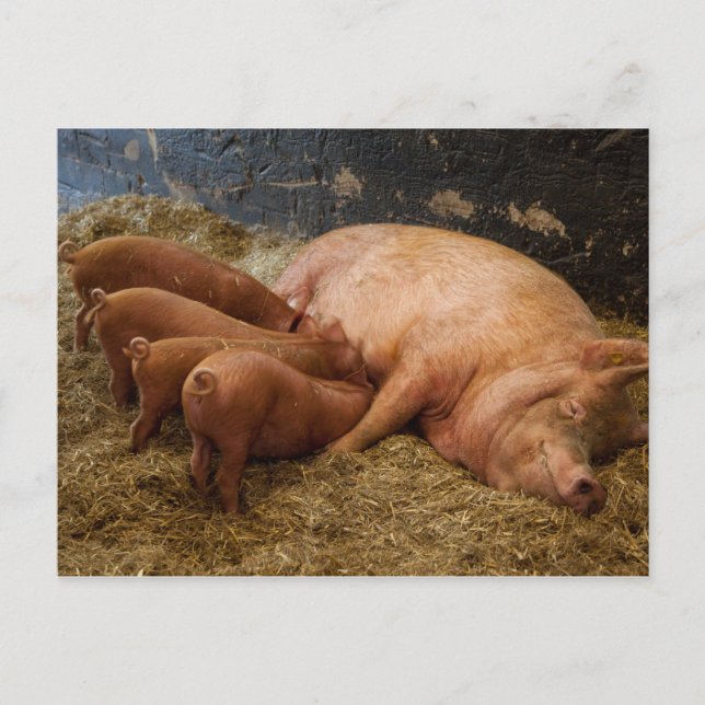 Carte postale Poiglets de semence (Devant)