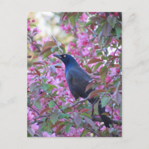 Carte Postale Poignée Apple Blossom