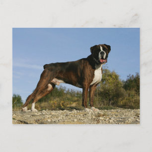 Carte Postale Poignée de boxe