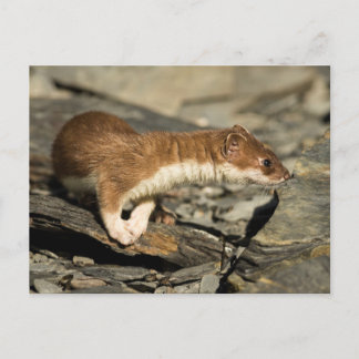 Carte Postale Poil de musculation