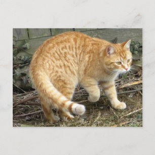 Carte Postale Poing de chat jaune