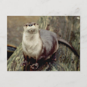 Carte Postale Poing de loutre de rivière
