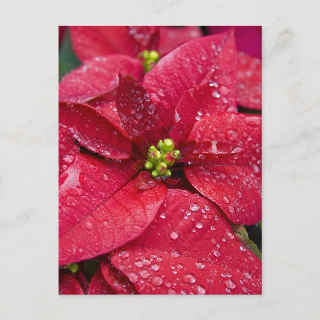 Carte postale Poinsetta Closeuse (Devant)