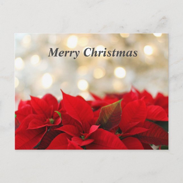 Carte Postale Poinsetta de Noël (Devant)