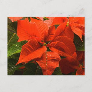 Carte Postale Poinsettia