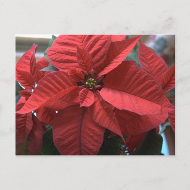 Carte Postale Poinsettia (Devant)