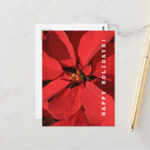 Poinsettia Joyeuses Fêtes