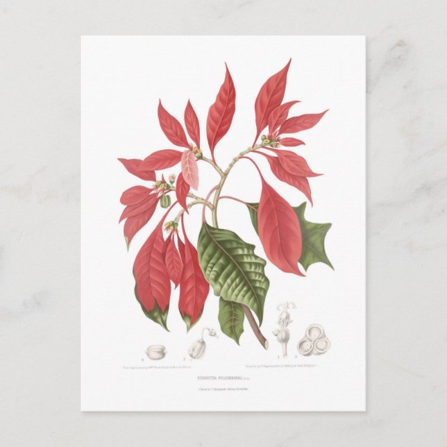 Carte Postale Poinsettia pulcherrima (Devant)