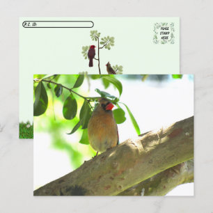 Carte Postale Point de passage - Femme Cardinal Jardin Bird