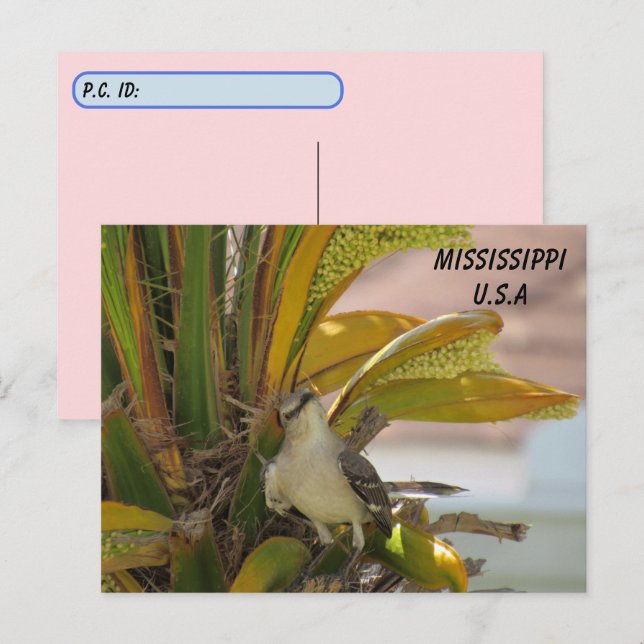 Carte Postale Point de passage Mississippi State Bird w ID Box (Devant / Derrière)