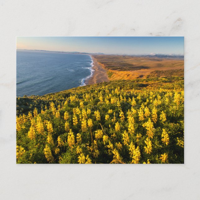 Carte Postale Point Reyes National Seashore California (Devant)