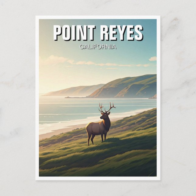 Carte Postale Point Reyes National Seashore Elk (Devant)