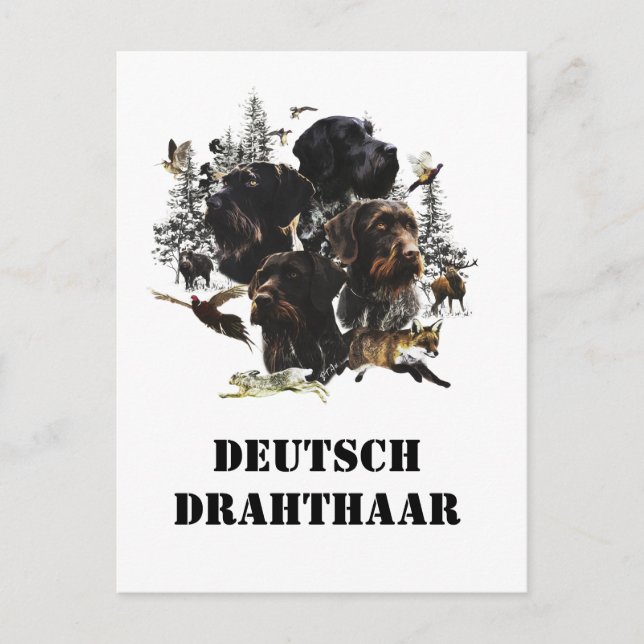 Carte Postale  Pointer à poil dur allemand     (Devant)