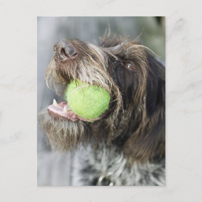 Carte Postale Pointer chien mordant balle de tennis, gros plan (Devant)