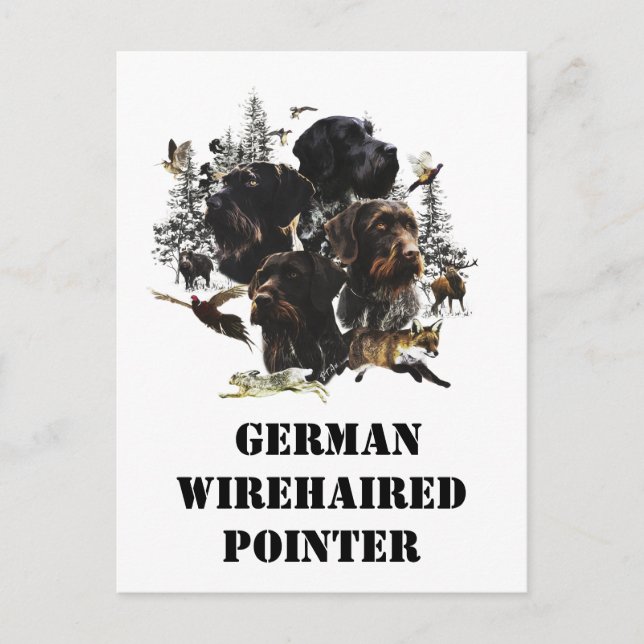Carte Postale Pointeur À poils durs allemand (Devant)