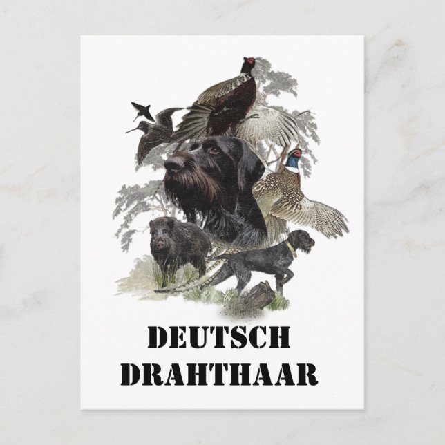 Carte Postale Pointeur À poils durs allemand (Devant)