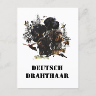 Carte Postale Pointeur À poils durs allemand