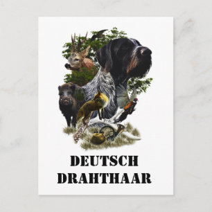 Carte Postale Pointeur À poils durs allemand