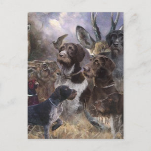 Carte Postale Pointeur À poils durs allemand