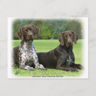Carte Postale Pointeurs germains 9J37D-09