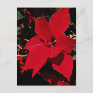 Carte Postale Pointsettia rouge vif