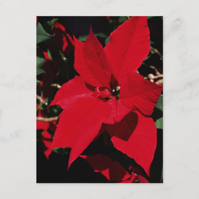 Carte Postale Pointsettia rouge vif (Devant)