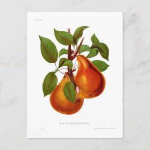 Carte Postale Poire Beurre Durondeau