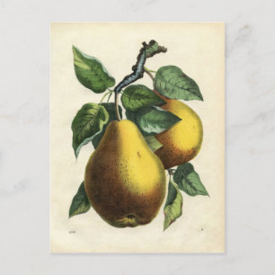 Carte postale poire vintage