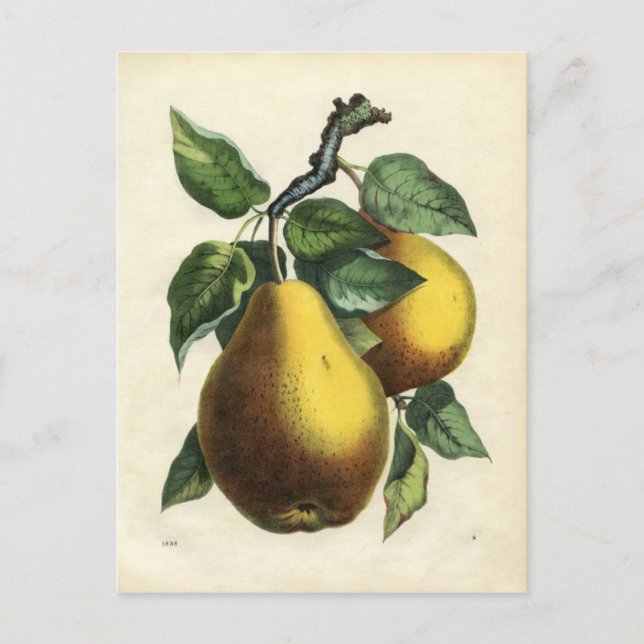 Carte postale poire vintage (Devant)