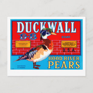 Carte Postale Poires de la rivière Ducwall Hood