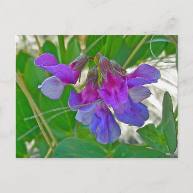 Carte Postale Pois de plage (Lathyrus maritimus) Éléments de coo (Devant)