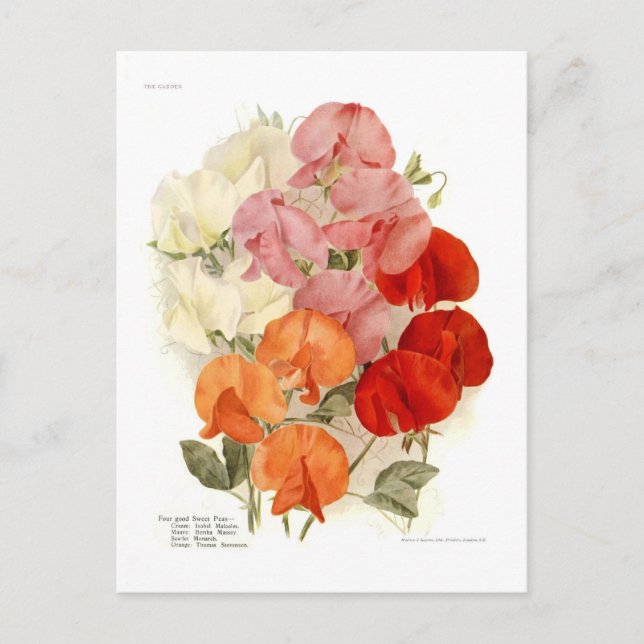 Carte Postale Pois doux (Devant)