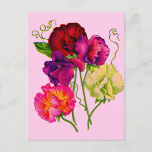 Carte Postale pois doux en violet et rose