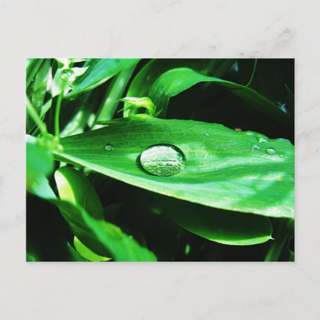 Carte Postale Pois doux et pluie (Devant)