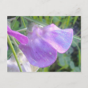 Carte postale Pois doux éternel