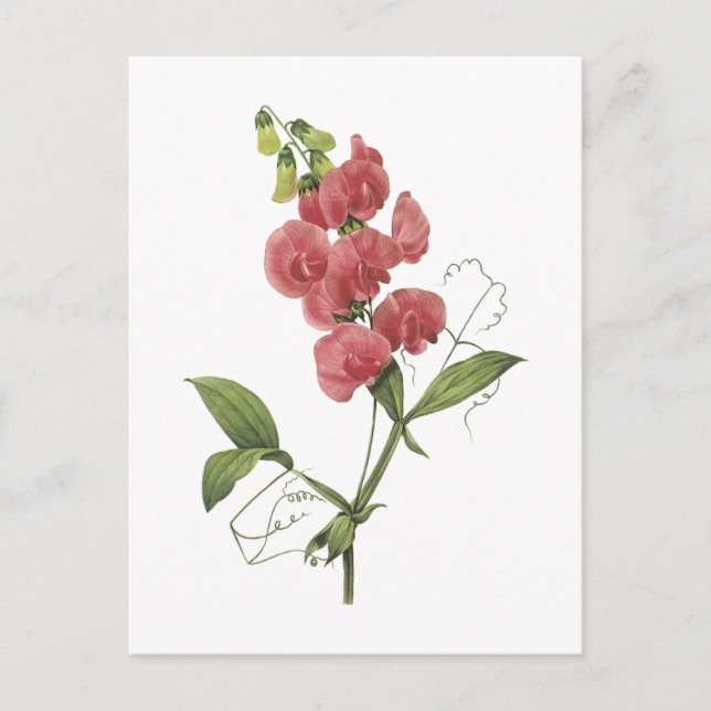 Carte Postale pois doux éternel par Redouté (Devant)