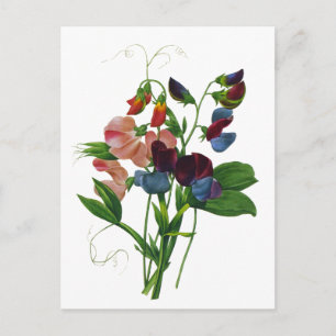 Carte Postale Pois doux rose bleu et violet par Redoute
