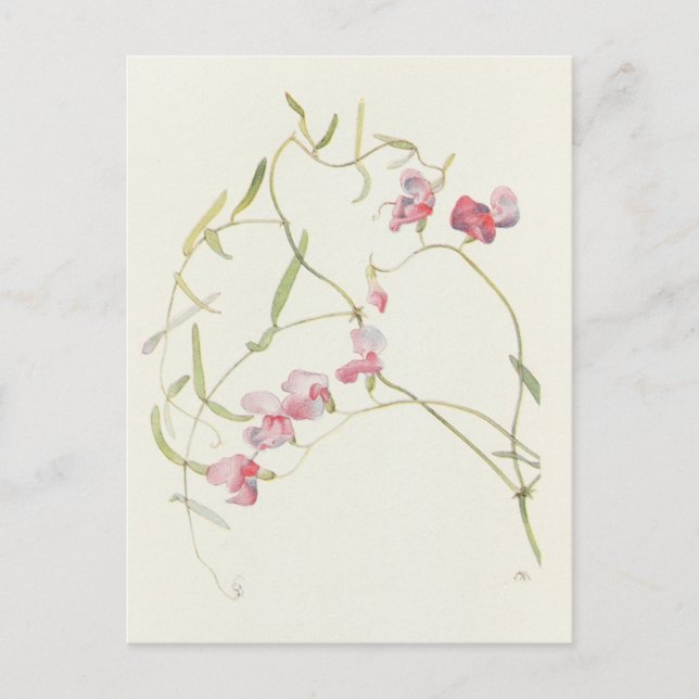 Carte Postale Pois doux sauvage par Margaret Armstrong (Devant)