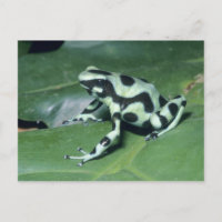 Poison Dart Frog, (Dendrobates auratus) Cahuita