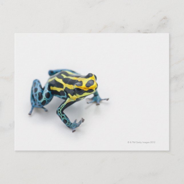 Carte Postale Poison noir, jaune et bleu grenouille à tarte (Devant)