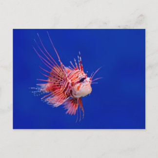 Carte Postale Poisson