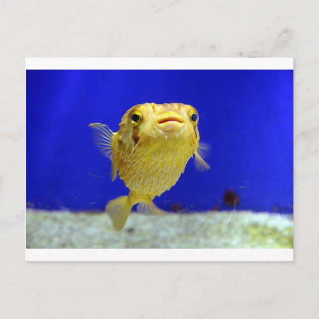Carte Postale Poisson (Devant)