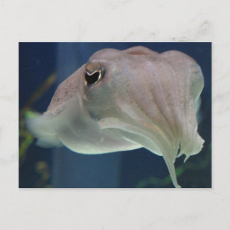 Carte Postale poisson