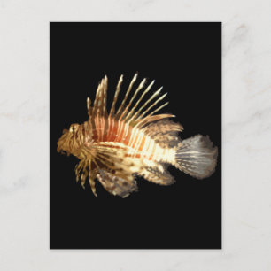 Carte Postale Poisson